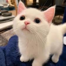 Asep Sunandar avatar